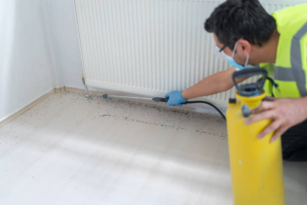 Best Wasp Removal Services  in Cypress, CA