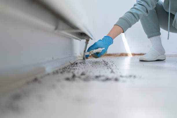 Best Wasp Removal Services  in Cypress, CA